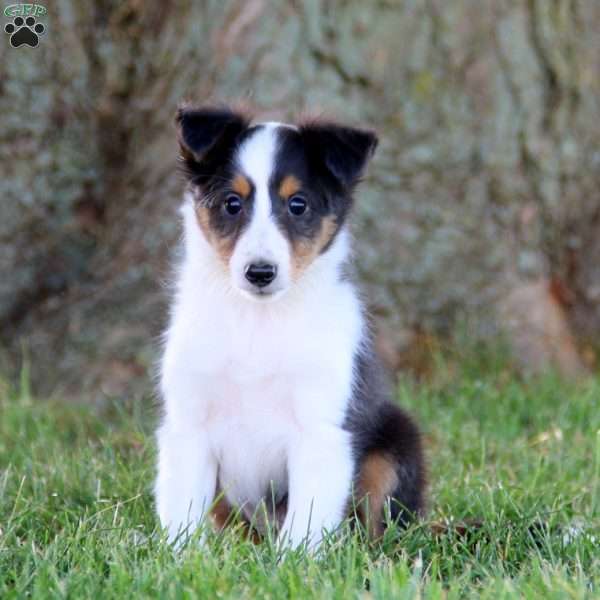 Simba, Collie Puppy