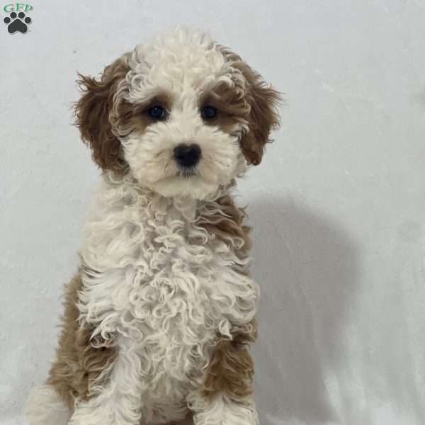 Skittles, Miniature Poodle Puppy