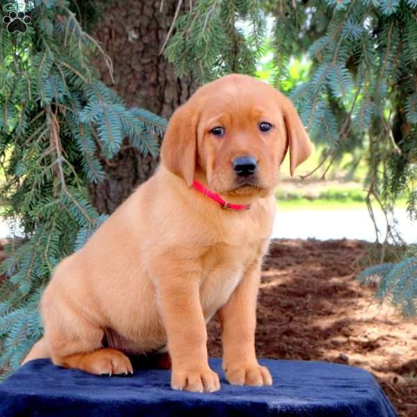 Skye, Fox Red Labrador Retriever Puppy