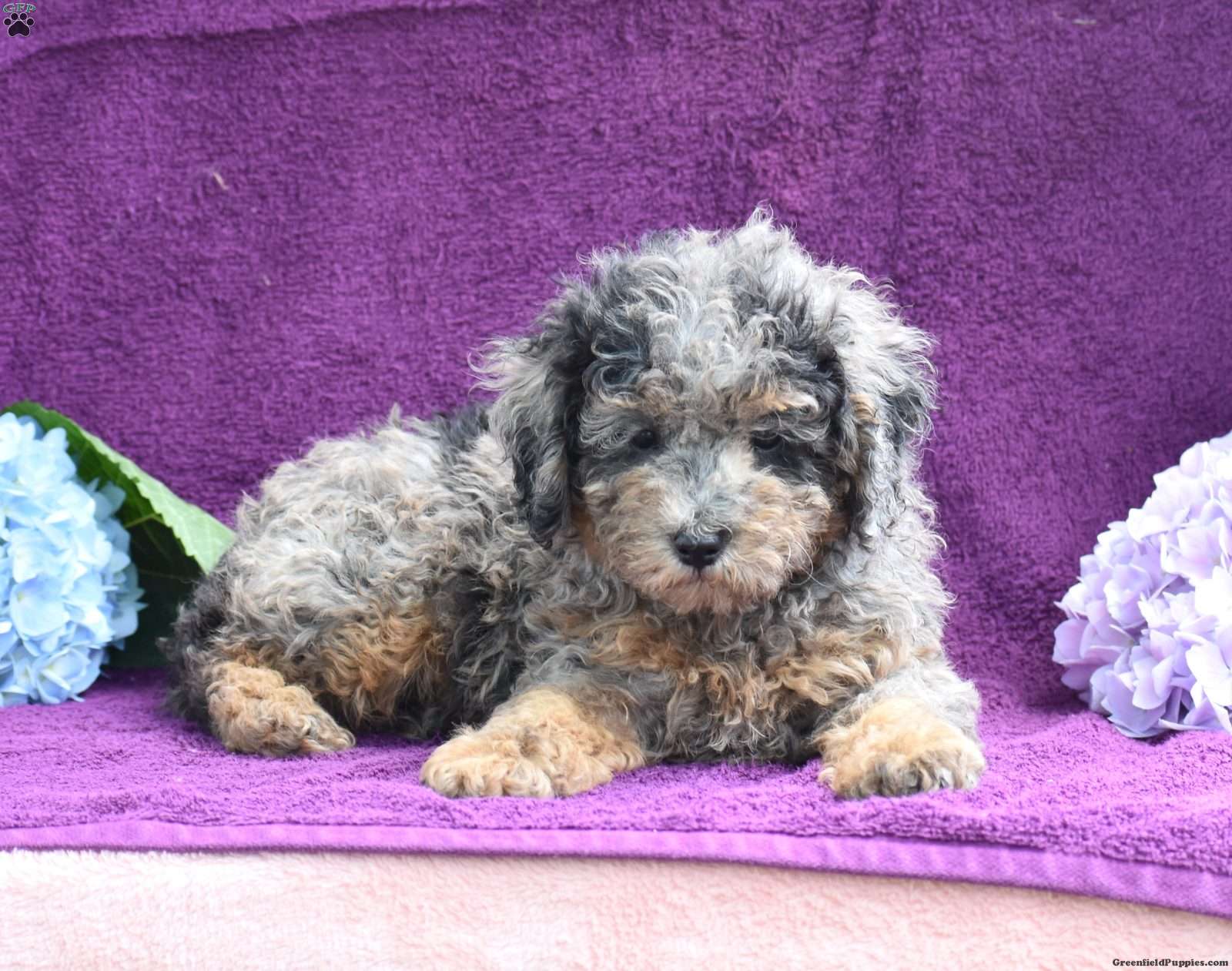 Skyler - Miniature Poodle Puppy For Sale in Pennsylvania