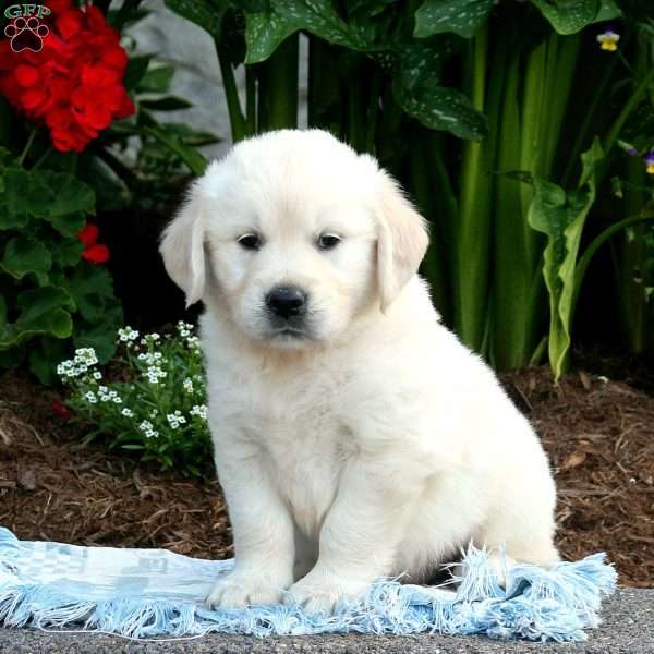 Skyler, English Cream Golden Retriever Puppy