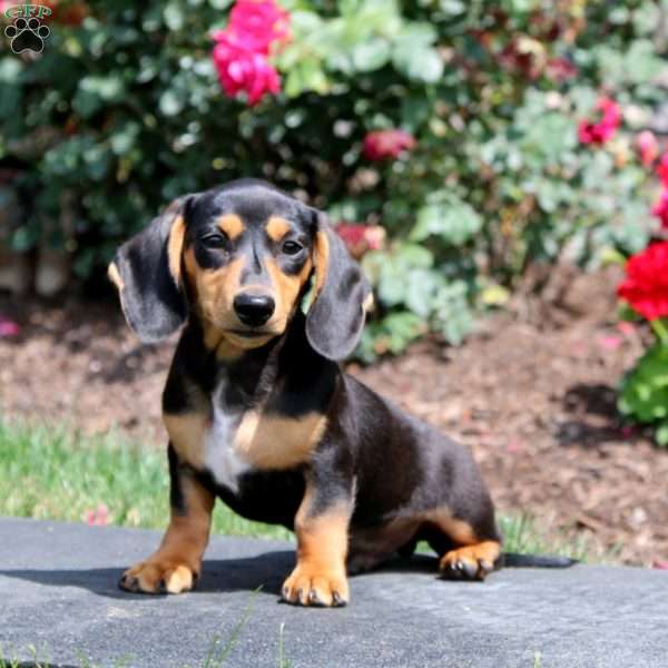 Skyler, Dachshund Puppy