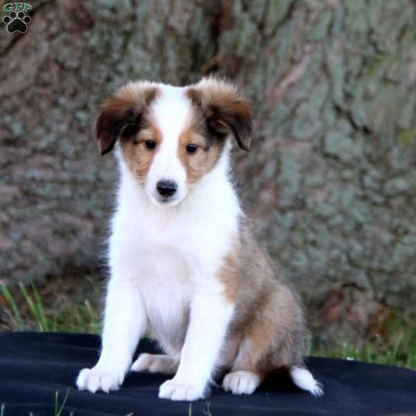 Skyler, Collie Puppy