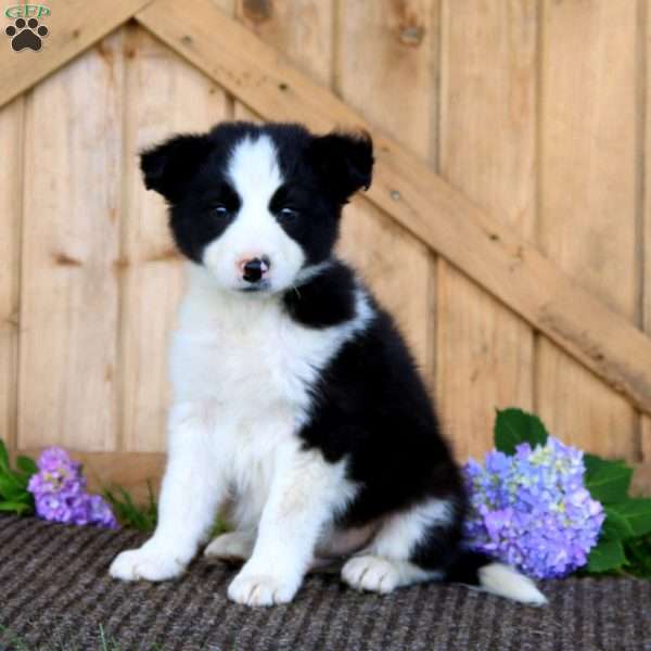 Skyler, Border Collie Puppy