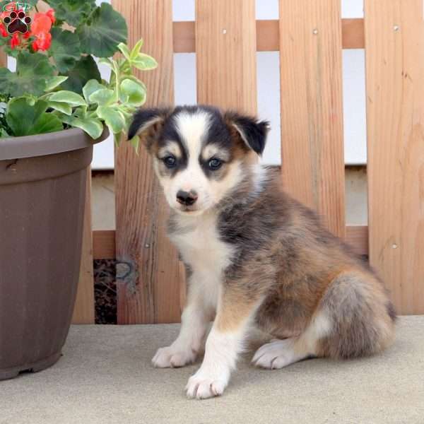 Smokey, Border Collie Mix Puppy