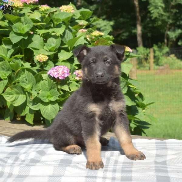 Smokey, German Shepherd Puppy