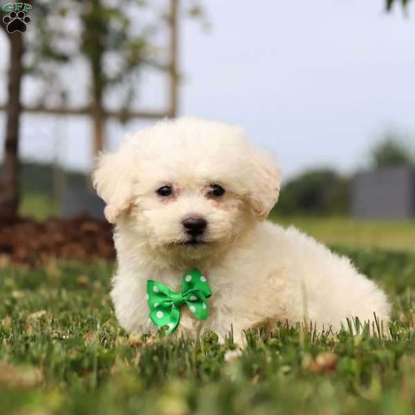 Smokie, Bichon Frise Puppy