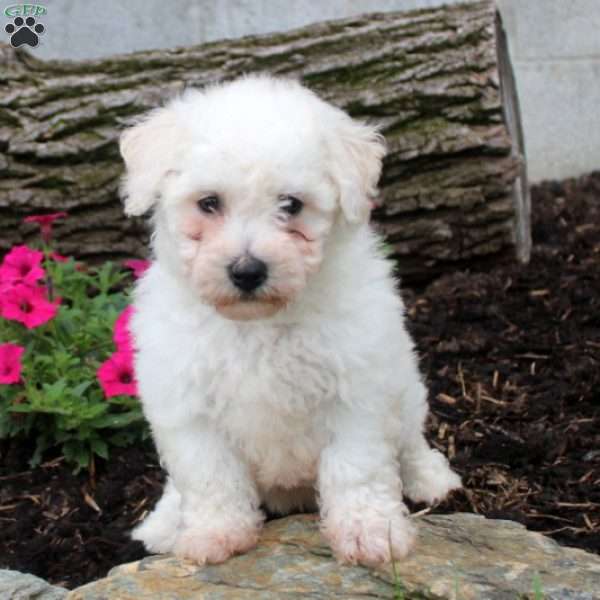 Snickers, Bichon Frise Puppy