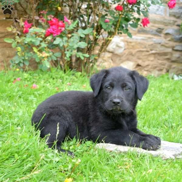 Snickers, English Shepherd Mix Puppy