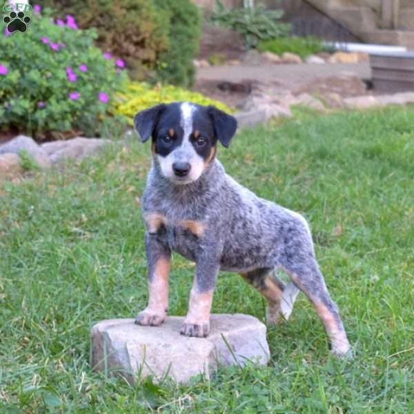 Sonya, Blue Heeler – Australian Cattle Dog Puppy