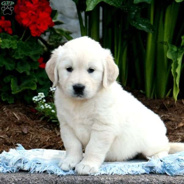 Sophia, English Cream Golden Retriever Puppy