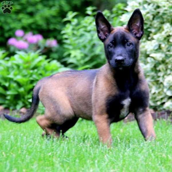 Sophie, Belgian Malinois Puppy