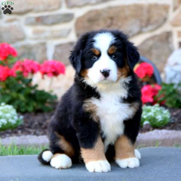 Sophie, Bernese Mountain Dog Puppy