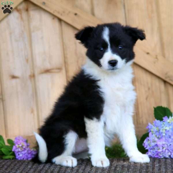 Sophie, Border Collie Puppy