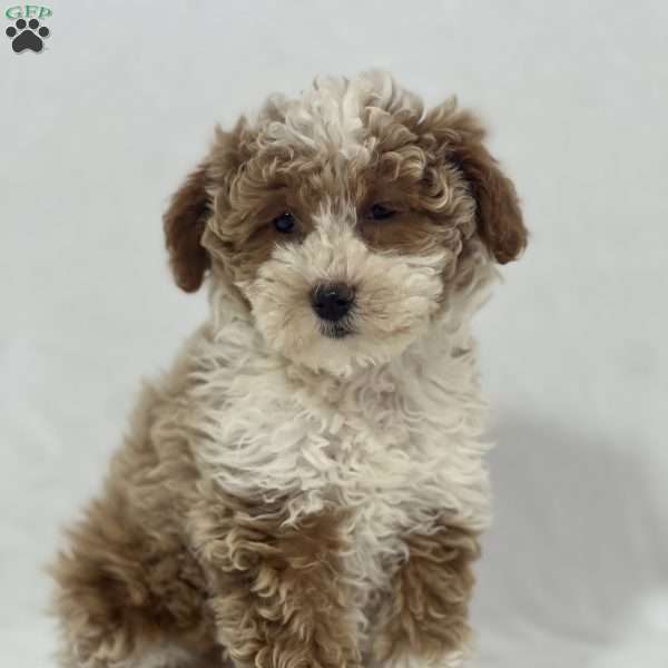 Sophie, Miniature Poodle Puppy