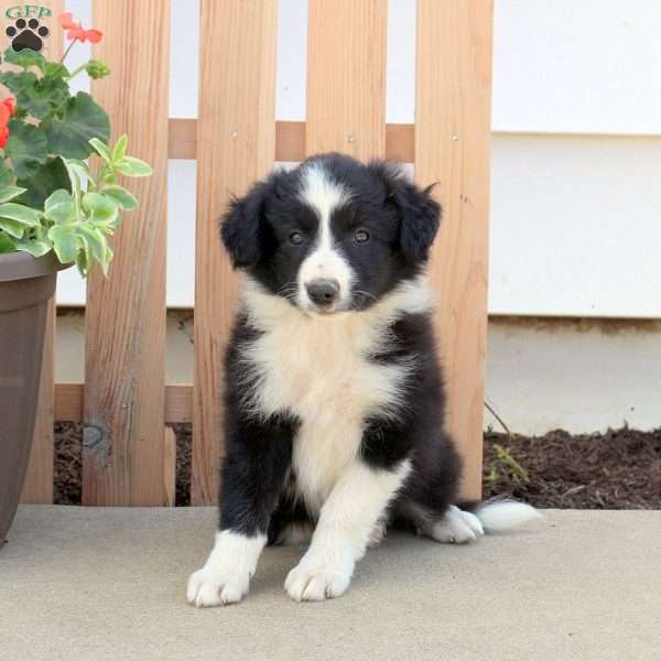 Sparkle, Border Collie Puppy