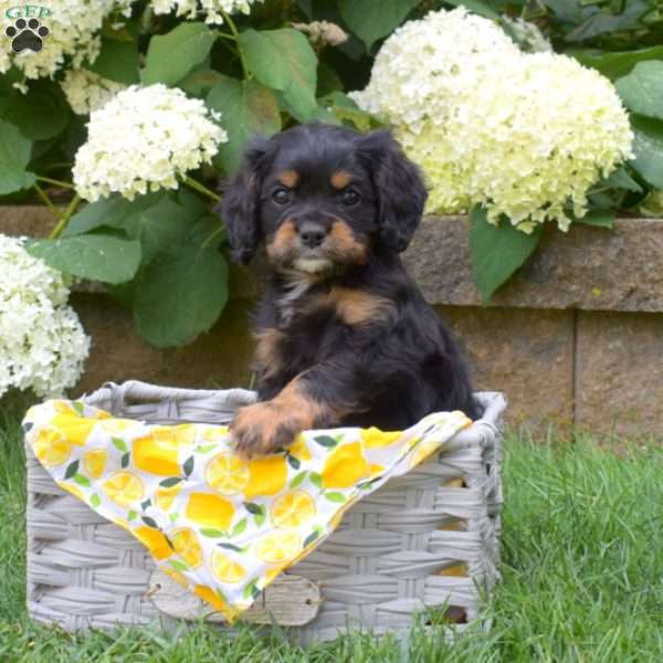 Sparky, Cavalier King Charles Spaniel Puppy