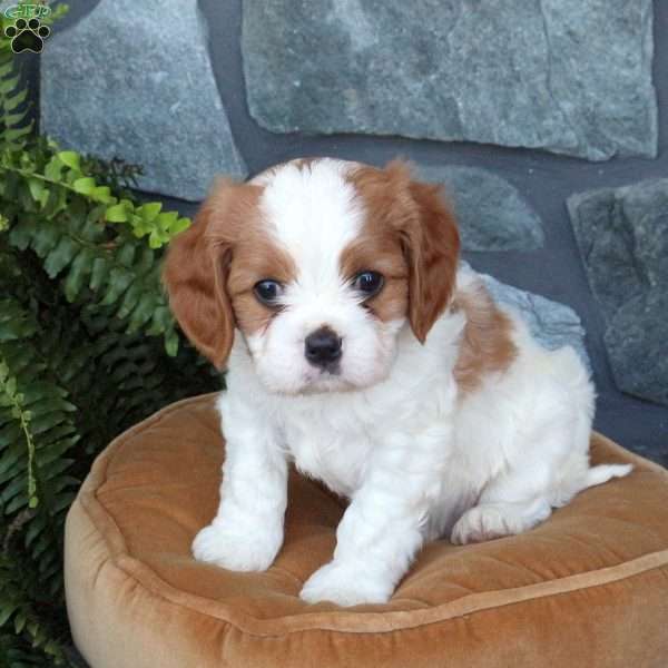 Sparky, Cavachon Puppy