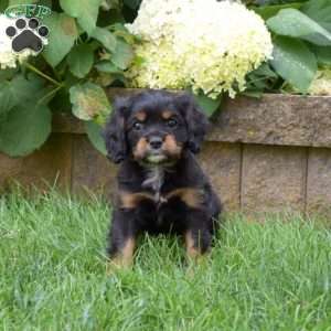 Sparky, Cavalier King Charles Spaniel Puppy