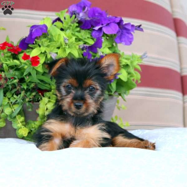 Special, Yorkie Puppy