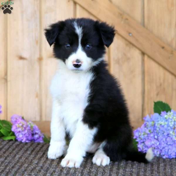 Special, Border Collie Puppy