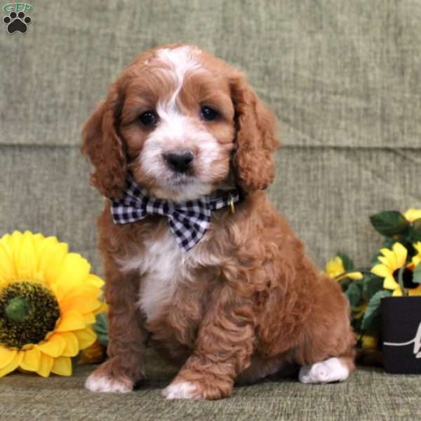 Spencer, Cockapoo Puppy