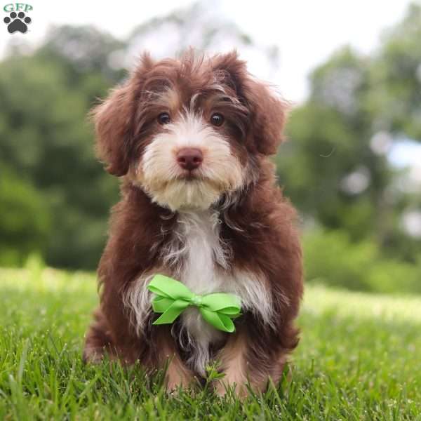 Spencer, Yorkie Poo Puppy