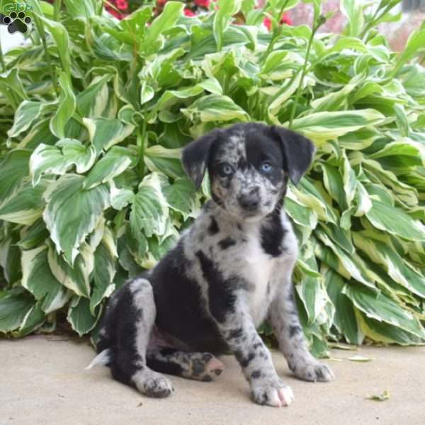 Splash, Labrador Mix Puppy