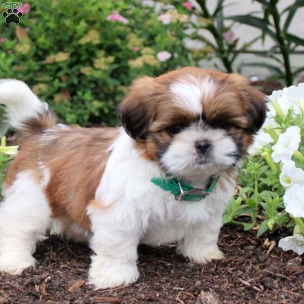 Sport, Shih Tzu Puppy