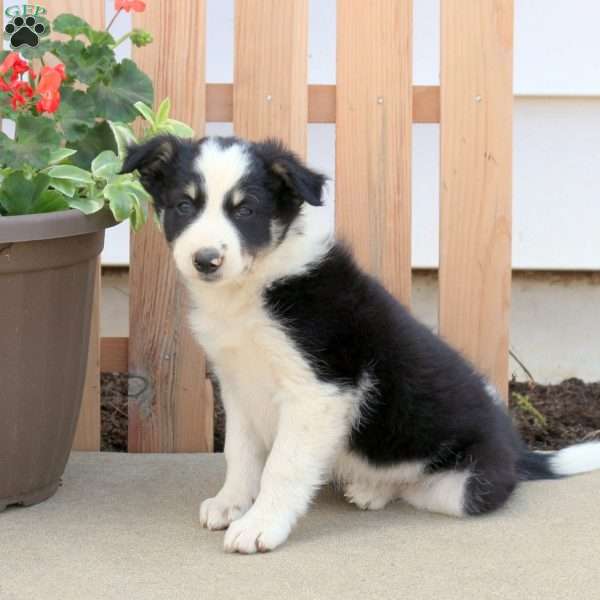 Spot, Border Collie Puppy