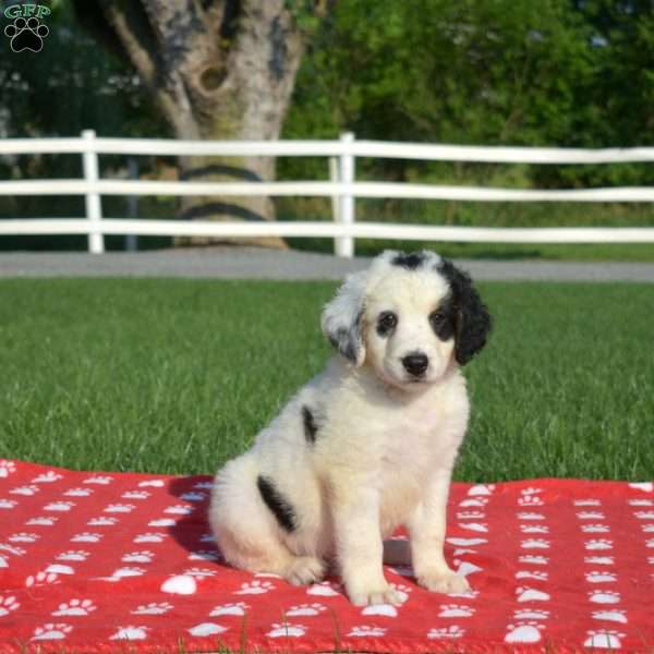 Spot, Mini Bernedoodle Puppy