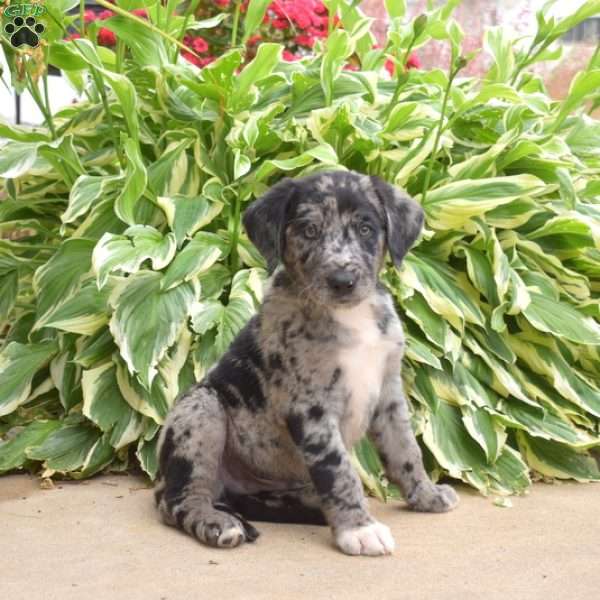 Spot, Labrador Mix Puppy