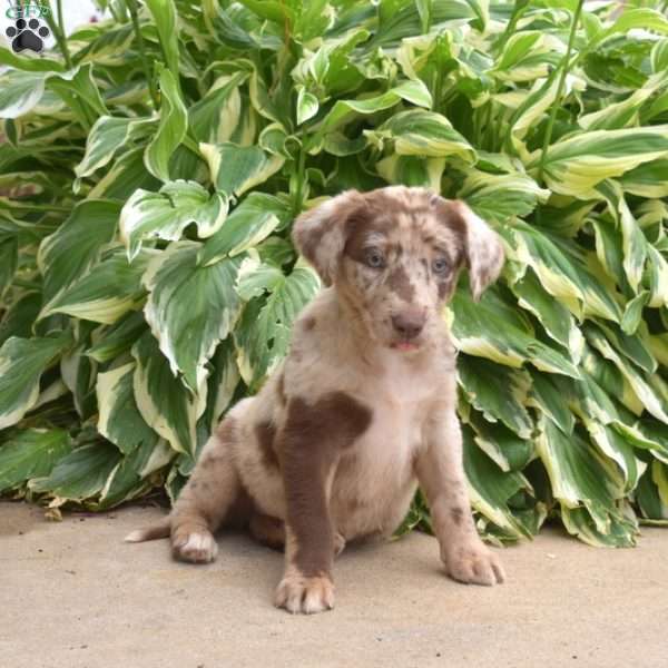 Sprinkles, Labrador Mix Puppy