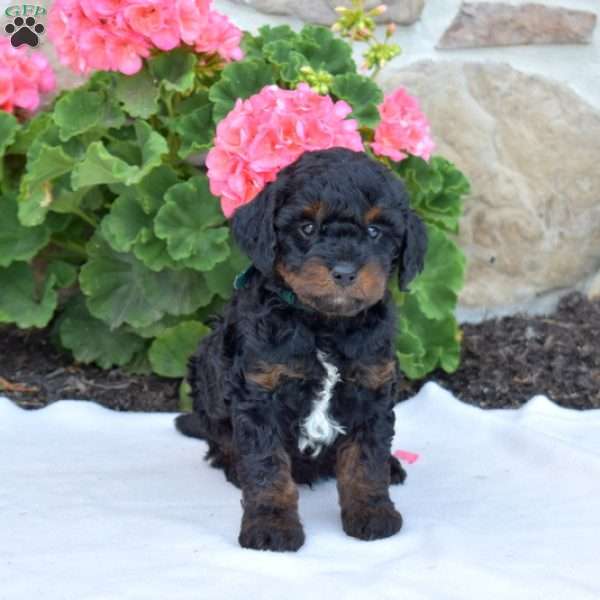 Sprite, Cavapoo Puppy