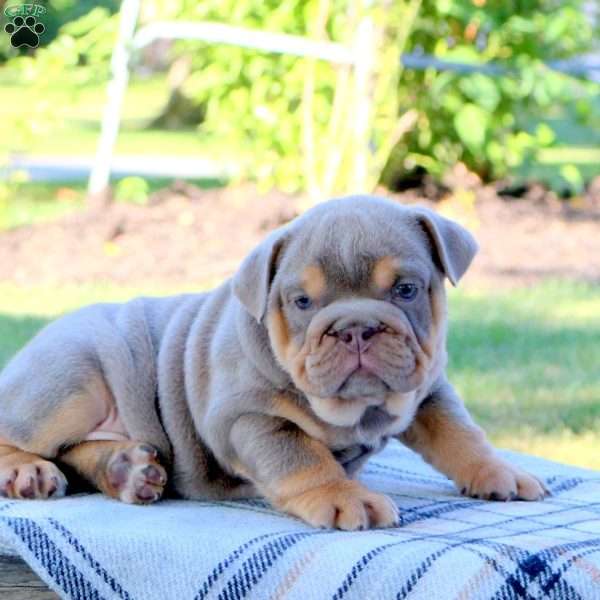 Squirrel, English Bulldog Puppy