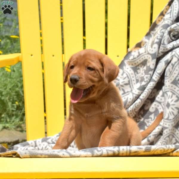 Star, Fox Red Labrador Retriever Puppy