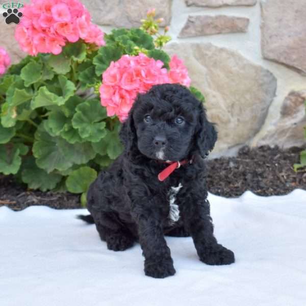 Star, Cavapoo Puppy