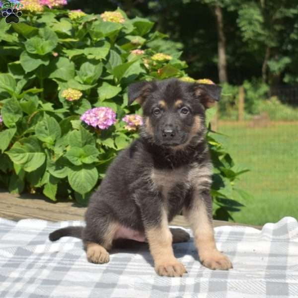 Steele, German Shepherd Puppy