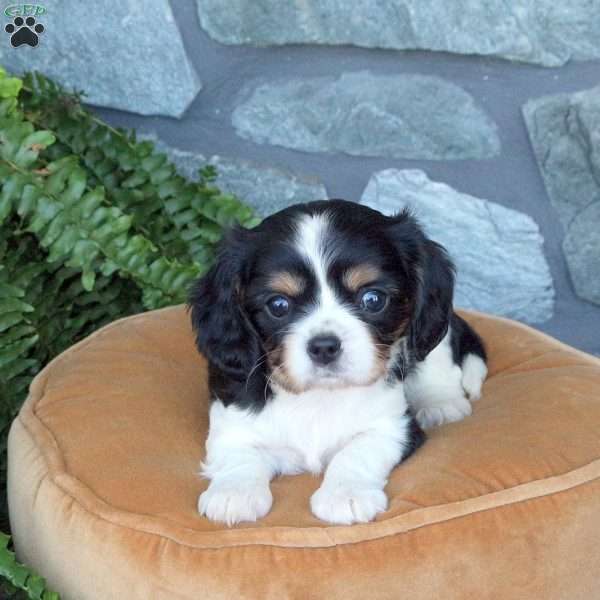 Stella, Cavachon Puppy