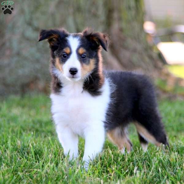 Stella, Collie Puppy