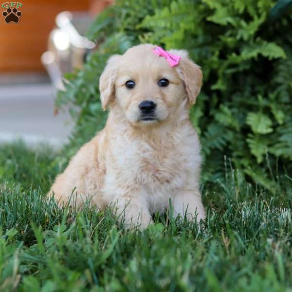 Stella, Golden Retriever Puppy