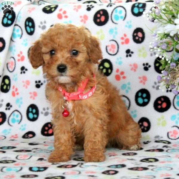 Steph, Miniature Poodle Puppy