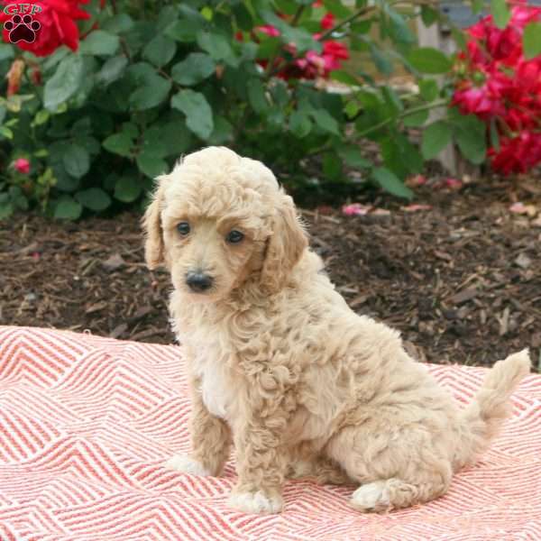 Sterling, Miniature Poodle Puppy