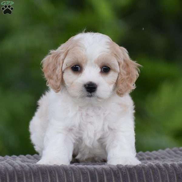 Steve, Cavachon Puppy