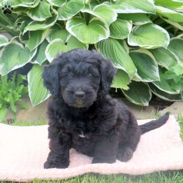 Stone, Mini Goldendoodle Puppy