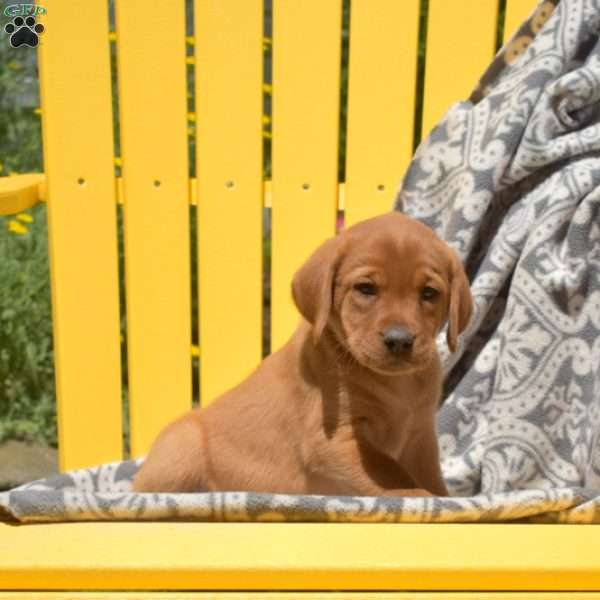 Stormy, Fox Red Labrador Retriever Puppy