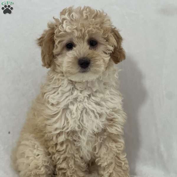 Stormy, Miniature Poodle Puppy