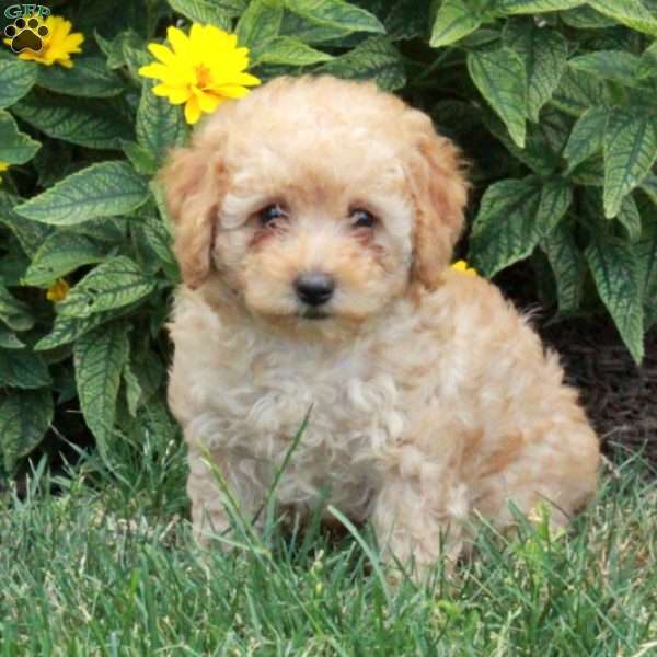 Sugar - Toy Poodle Puppy For Sale in Pennsylvania