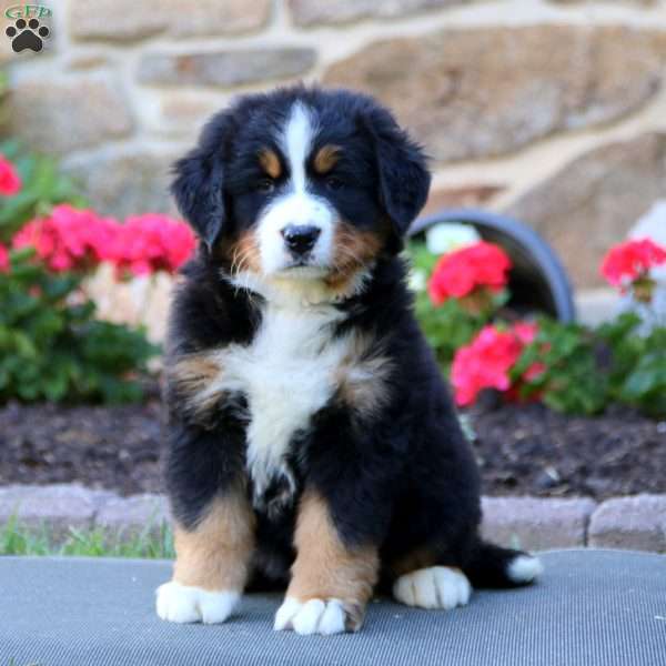 Sugar, Bernese Mountain Dog Puppy