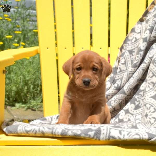 Summer, Fox Red Labrador Retriever Puppy